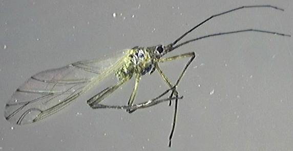 Aphididae 3